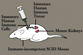 SCID mouse