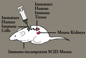 what have we learned from scid mouse