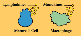 Mature T-cells