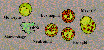 Phagocytes