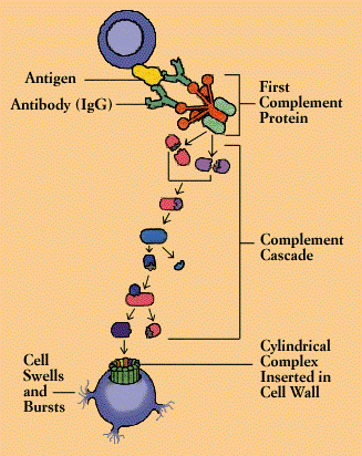 Complement