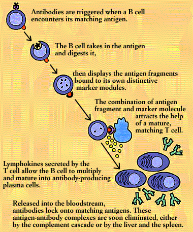 antibody encounter