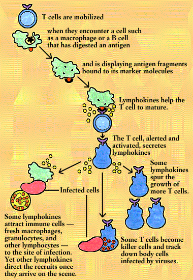 Mobilized T-cells
