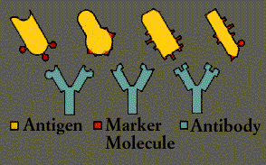 Antigens, Marker Molecules, Antibodies