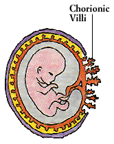 Chorionic Villi