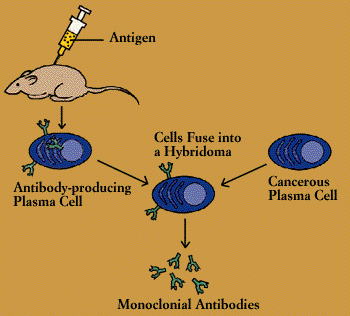 Monoclonal antibody