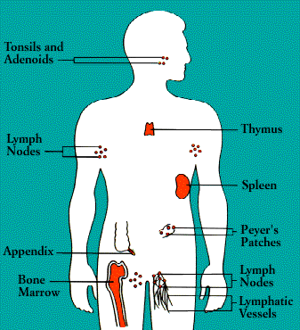 The Anatomy of the Immune System