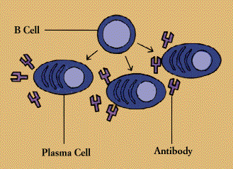 B cell