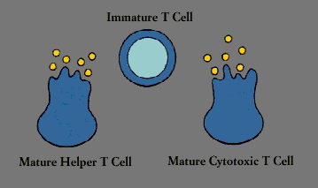 T-cells